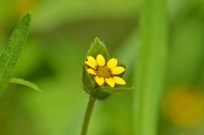 Melampodium strigosum, Shaggy Blackfoot